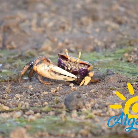 Lejlighed Poco Do Bispo By Algartur *