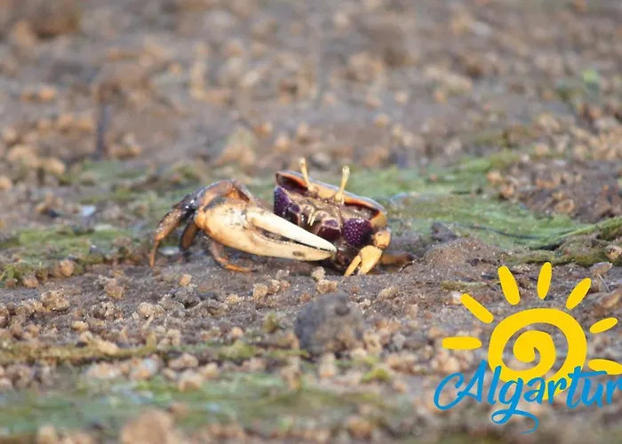 Daire Poco Do Bispo By Algartur *